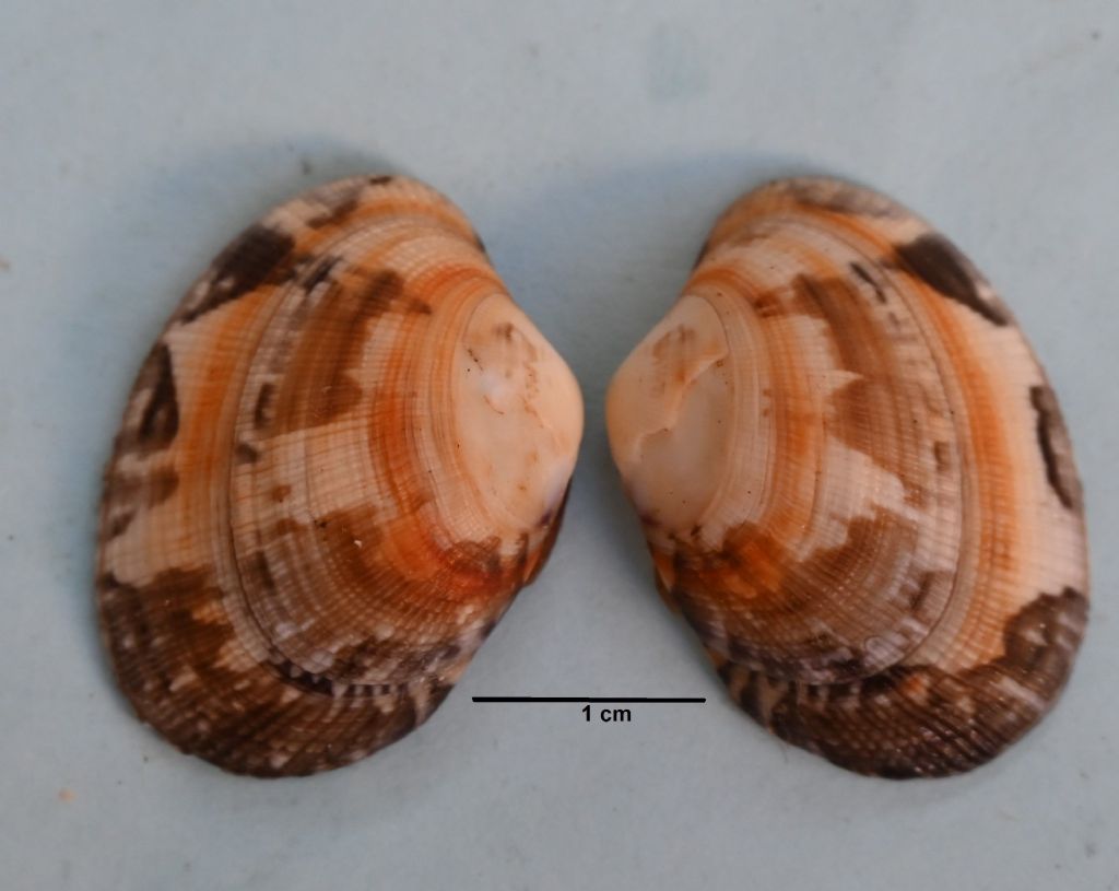 bivalve da identificare